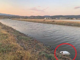 Λέσβος: Βρήκε πτώμα σκύλου σε τσουβάλι πεταμένο σε κανάλι των Αλυκών Καλλονής