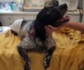 Λέσβος: Οριστικά παράλυτος έμεινε ο σκύλος που οδηγός χτύπησε σκόπιμα με αυτοκίνητο (βίντεο)