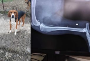 Βρήκαν τον σκύλο τραυματισμένο, πυροβολημένο με αεροβόλο στον Μακρύγιαλο Πιερίας