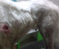 O σκύλος που όλοι σιχαίνονταν στα Μακρίσια Ηλείας είναι και άρρωστος και πυροβολημένος (βίντεο)