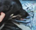 Δύο σκυλιά δηλητηριάστηκαν από φόλες σε μια εβδομάδα στο Μέτσοβο Ιωαννίνων