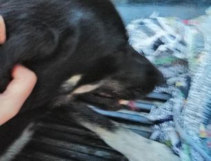 Δύο σκυλιά δηλητηριάστηκαν από φόλες σε μια εβδομάδα στο Μέτσοβο Ιωαννίνων
