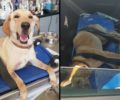 Έκκληση για σκύλο που έμεινε παράλυτος μετά από τροχαίο στο Ν. Ψυχικό Αττικής