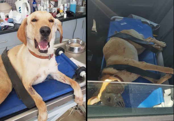 Έκκληση για σκύλο που έμεινε παράλυτος μετά από τροχαίο στο Ν. Ψυχικό Αττικής