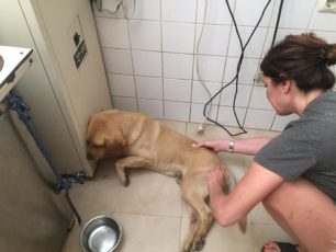 Αχαΐα: Βρήκαν στην Πάτρα σκύλο παράλυτο και πυροβολημένο με αεροβόλο και χτυπημένο από όχημα (βίντεο)