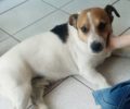 Χάθηκε σκύλος (Τζακ Ράσελ) στη Νέα Κηφισιά Αττικής