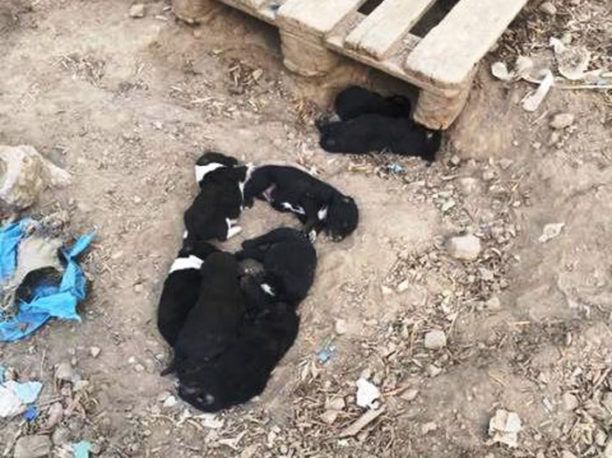 Κρήτη: Έσωσαν 38 ζώα (σκυλιά, γουρούνια, κότες, κουνέλια) που κακοποιούσε άνδρας στον Πλατανιά Χανίων (βίντεο)