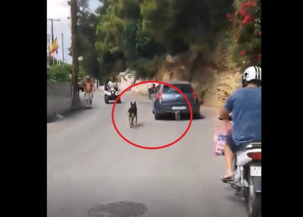 Κατήγγειλαν οδηγό που έδεσε στον κοτσαδόρο Ι.Χ. σκύλο και κυκλοφορούσε με το ζώο έτσι στον Πόρο (βίντεο)