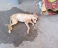 Ρέθυμνο Κρήτης: Βρήκαν άρρωστο σκυλάκι ζωντανό πεταμένο στα σκουπίδια μαζί με τον ορό (βίντεο)