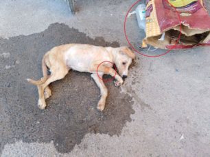 Ρέθυμνο Κρήτης: Βρήκαν άρρωστο σκυλάκι ζωντανό πεταμένο στα σκουπίδια μαζί με τον ορό (βίντεο)