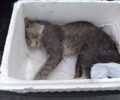 Καταδικάστηκε με αναστολή καθηγητής που πυροβόλησε γάτα στη Ροδωνιά Φθιώτιδας