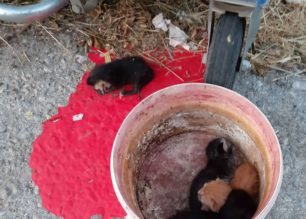 Λέσβος: Παράτησε τέσσερα νεογέννητα γατάκια μέσα σε κουβά στη Θέρμη