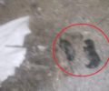 Κρήτη: Βρήκε νεογέννητα κουταβάκια κλεισμένα σε τσουβάλι σε κάδο στο Κάτω Βαλσαμόνερο Ρεθύμνου