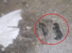 Κρήτη: Βρήκε νεογέννητα κουταβάκια κλεισμένα σε τσουβάλι σε κάδο στο Κάτω Βαλσαμόνερο Ρεθύμνου