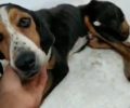 Σέρρες: Κατήγγειλαν τον κυνηγό που αδιαφόρησε για τον σκύλο τον οποίο ισχυρίστηκε ότι «έχασε» (βίντεο)