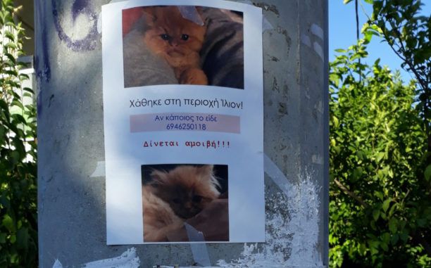 Χάθηκε γάτα στο Ίλιον Αττικής