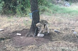 Συνελήφθη άνδρας που βασάνιζε σκύλο αφήνοντας τον αλυσοδεμένο χωρίς τροφή και νερό στους Αγίους Θεοδώρους Φιλίων Αχαΐας