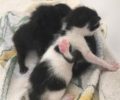 Έκκληση για γατομαμά για τα νεογέννητα γατάκια που βρέθηκαν στην Αγριά Μαγνησίας