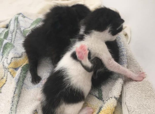 Έκκληση για γατομαμά για τα νεογέννητα γατάκια που βρέθηκαν στην Αγριά Μαγνησίας