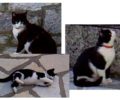 Χάθηκε αρσενική ασπρόμαυρη γάτα στο χωριό Ανάργυροι Ιωαννίνων