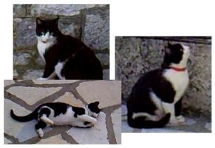 Χάθηκε αρσενική ασπρόμαυρη γάτα στο χωριό Ανάργυροι Ιωαννίνων