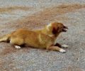 Έκκληση για την υιοθεσία σκυλιού με μισό στόμα που πυροβολήθηκε πριν χρόνια στην Αρίσβη Ροδόπης