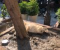 Αδέσποτος σκύλος πέθανε από ηλεκτροπληξία μπαίνοντας σε παρτέρι στην κεντρική πλατεία της Άρτας