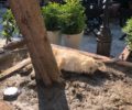 Αδέσποτος σκύλος πέθανε από ηλεκτροπληξία μπαίνοντας σε παρτέρι στην κεντρική πλατεία της Άρτας