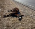 Ακόμα ένας γάιδαρος νεκρός σε τροχαίο στη Λέσβο