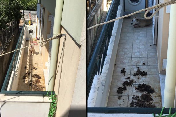 Γιαννιτσάνικα Μεσσηνίας: Σκύλος επί μέρες σε μπαλκόνι εκτεθειμένος και στον καύσωνα