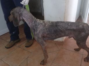 Φθιώτιδα: Εντοπίστηκε ο σκελετωμένος και άρρωστος σκύλος που περιφερόταν εξαθλιωμένος στον Γοργοπόταμο