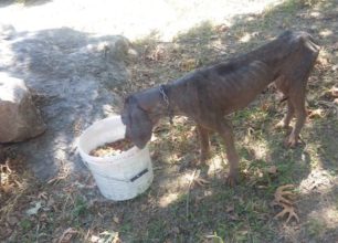 Έκκληση για τον σκελετωμένο σκύλο που περιφέρεται στον Γοργοπόταμο Φθιώτιδας
