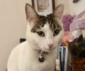 Χάθηκε θηλυκή λευκή γάτα στον Πλατύ Γυαλό στη Σίφνο