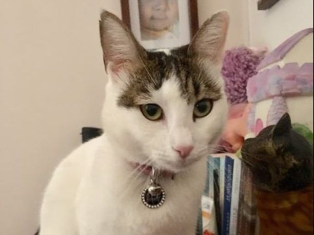 Χάθηκε θηλυκή λευκή γάτα στον Πλατύ Γυαλό στη Σίφνο