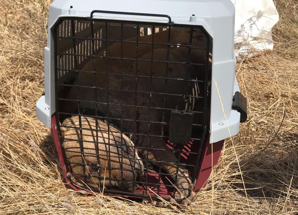 Ηγουμενίτσα Θεσπρωτίας: Σκύλος νεκρός, πυροβολημένος και με εγκαύματα βρέθηκε μέσα σε κλουβί μεταφοράς  