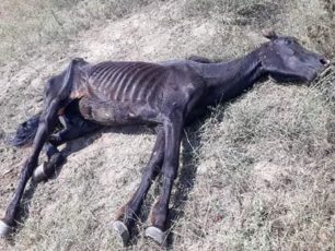 Εξαφανίστηκε το σκελετωμένο άλογο που κειτόταν αβοήθητο στην Καλαμπάκα Τρικάλων