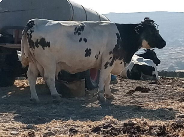 Ο βιγκανισμός είναι συνειδητή απόρριψη και καταδίκη της βαρβαρότητας σε βάρος των ζώων