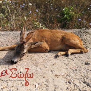 KarditsaTravmatismenoZarkadi5 8 2019 2