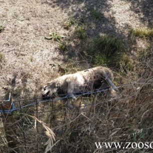 Κάτω Σαμικό Ηλείας: Βρήκαν τρία σκυλιά νεκρά σε περιφραγμένη αυλή σπιτιού - Το ένα πτώμα ήταν αλυσοδεμένο (βίντεο) 4 KatoSamikoSkyliaNekra9 8 2019 1