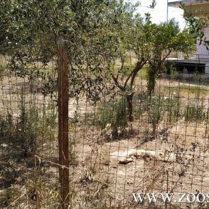 Κάτω Σαμικό Ηλείας: Βρήκαν τρία σκυλιά νεκρά σε περιφραγμένη αυλή σπιτιού - Το ένα πτώμα ήταν αλυσοδεμένο (βίντεο) 2 KatoSamikoSkyliaNekra9 8 2019 2