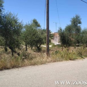 Κάτω Σαμικό Ηλείας: Βρήκαν τρία σκυλιά νεκρά σε περιφραγμένη αυλή σπιτιού - Το ένα πτώμα ήταν αλυσοδεμένο (βίντεο) 1 KatoSamikoSkyliaNekra9 8 2019 3