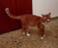 Χάθηκε αρσενική στειρωμένη γάτα στην Άνω Κυψέλη της Αθήνας