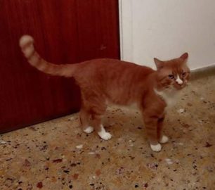 Χάθηκε αρσενική στειρωμένη γάτα στην Άνω Κυψέλη της Αθήνας