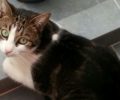 Χάθηκε θηλυκή γάτα στη Νεάπολη Νίκαιας Αττικής