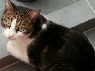 Χάθηκε θηλυκή γάτα στη Νεάπολη Νίκαιας Αττικής