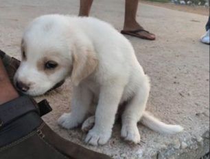 Χάθηκε λευκό κουταβάκι στην Αρτέμιδα Αττικής