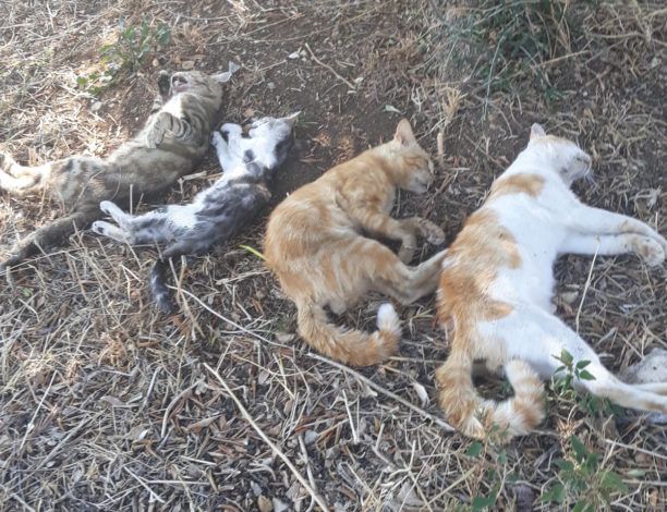 Κατήγγειλε τον 64χρονο άνδρα από την Ιθάκη που δολοφόνησε με φόλες 10 γάτες στον Καστό Λευκάδας