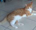 Χάθηκε αρσενική στειρωμένη γάτα στην Σκιάθο