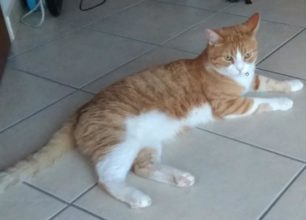 Χάθηκε αρσενική στειρωμένη γάτα στην Σκιάθο