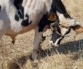 Λέσβος: Πρόστιμο 1.000 € για την κακοποίηση αγελάδων με παστούρα